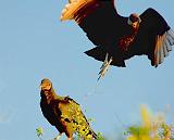 Black Vulture Taking Wing_34016